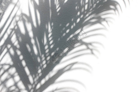 混凝土白色和黑色阴影叶上的棕榈叶的图片