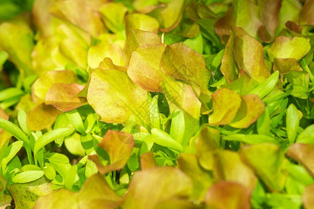 新鲜的绿色生菜沙拉叶子紧图片