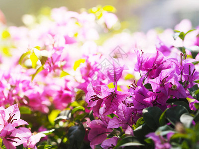 粉红色的布干维尔花朵爬行植物盛图片
