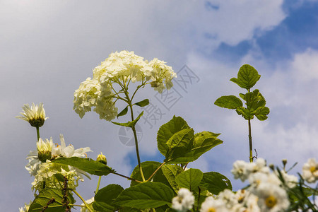 白色野花的鲜花图片