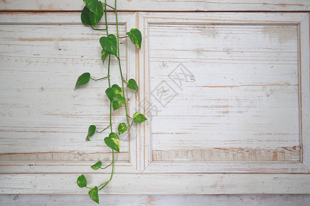 明亮的白色木墙上的绿色藤蔓图片