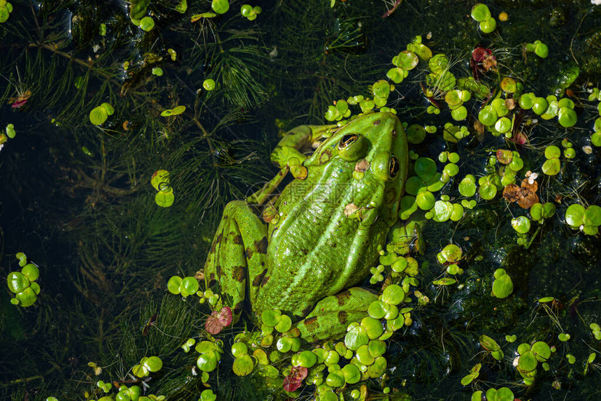 一种绿色可食用青蛙图片
