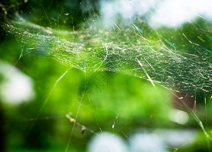 在一个花园的蜘蛛网中图片