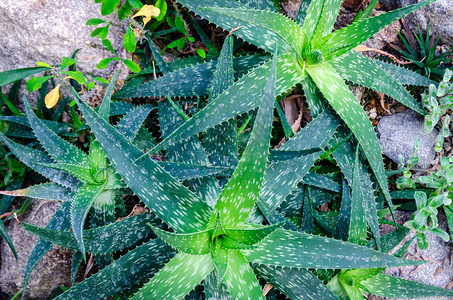 近在眼前的三座绿色富饶的AloeVera植物在花图片