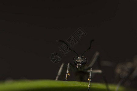 宏蚂蚁黑色动物图片