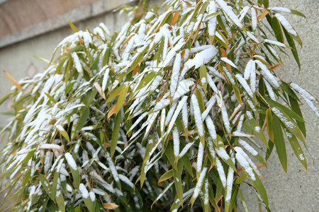 冬天有雪的竹叶细节图片