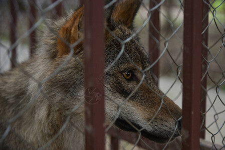 动物园笼子里的野狼图片