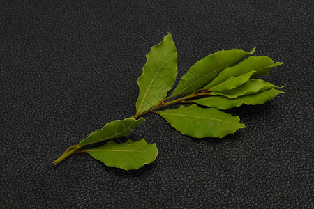 树枝上的绿色月桂叶用于烹饪图片