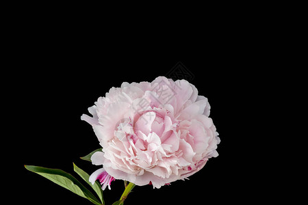 孤立的单朵粉色白牡丹花图片