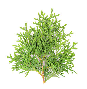 Greenarborvitae分支图片