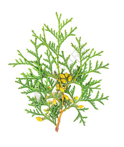 Greenarborvitae分支图片