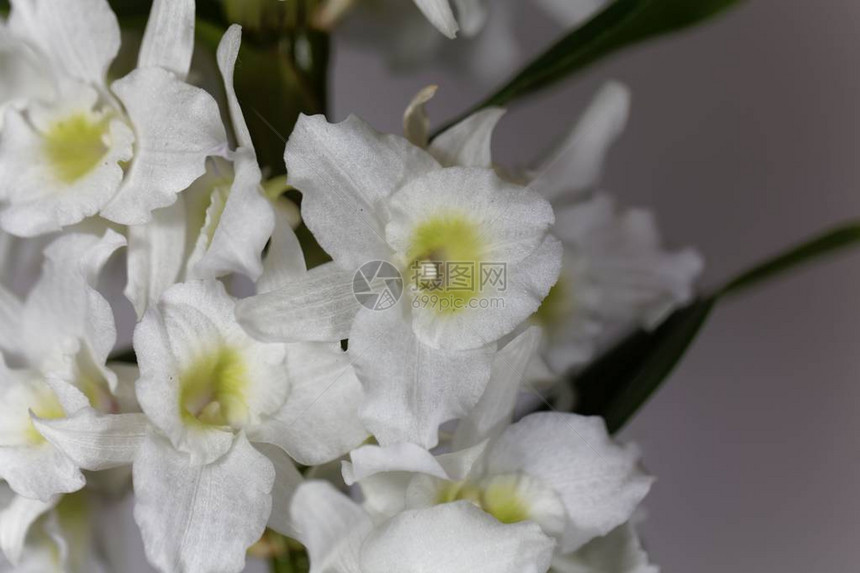 石斛兰花的白花图片