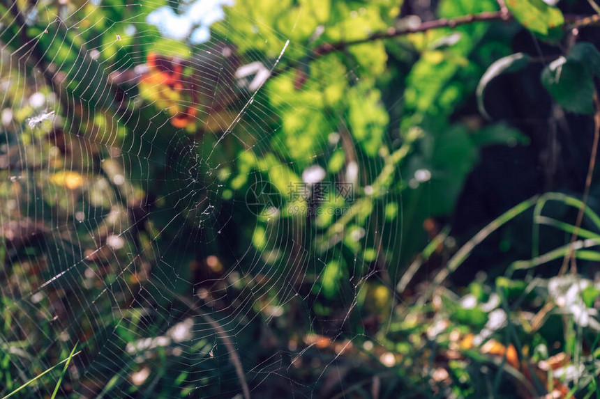 自然背景下的蜘蛛网或蜘蛛网图片