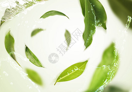 绿色茶叶在空气中活跃飞行背景图片