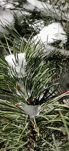 雪地里的圣诞树枝特写图片