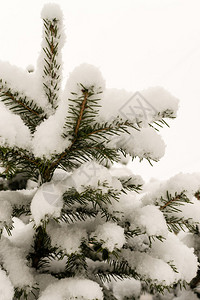 冬季新鲜的冬雪覆盖着绿松或杉树图片