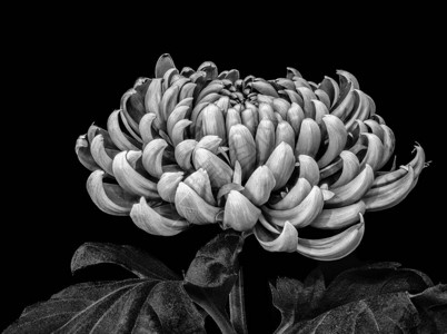 古老的单色白雪菊花和黑色图片