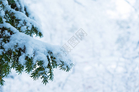 圣诞长青树的枝条在雪林背景上白雪清图片