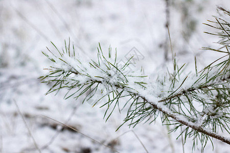 雪下的云杉树枝特写图片