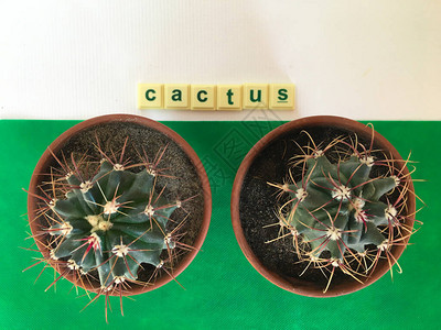 Cactus室内植物白底菌疗养院为succ图片