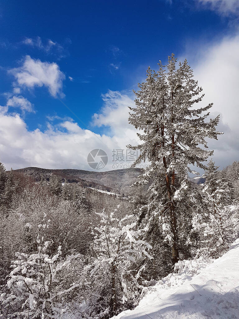 用雪盖的冬天树图片