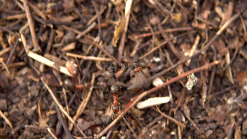 蚂蚁绕着蚂蚁山跑野近图片