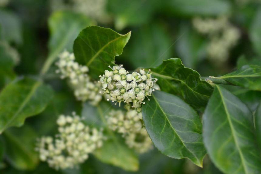 欧洲纺锤拉丁名Euonymuseur图片