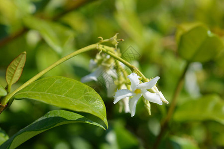 星茉莉拉丁名Trachelospermumjasmi图片