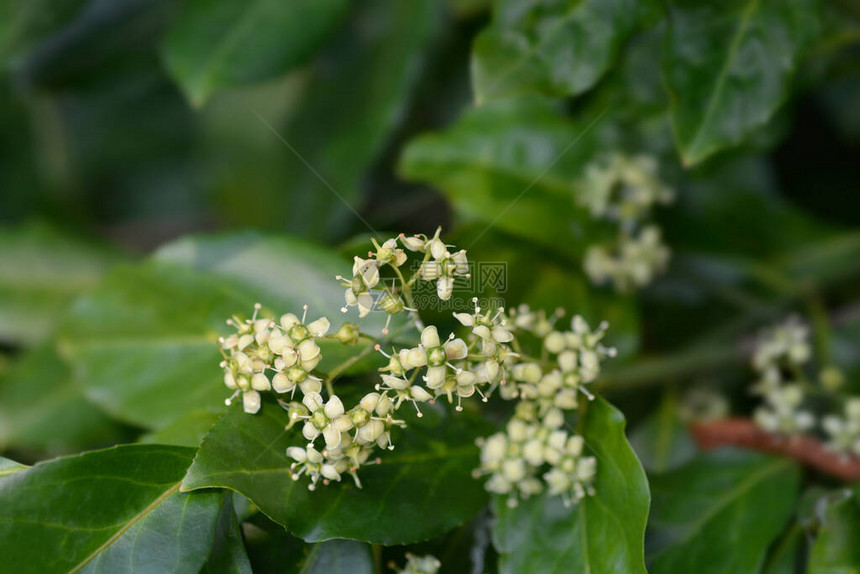 欧洲纺锤拉丁名Euonymuseur图片