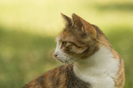 一个漂亮的流浪小猫的简介短毛的小毛皮仰望着绿色布加图片