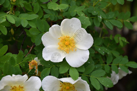 春天森林里野玫瑰的白花图片