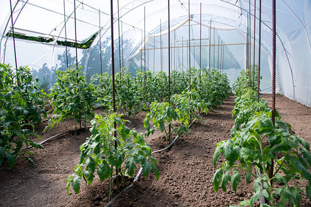 温室和滴灌系统中的有机番茄厂图片