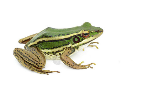 稻田绿色青蛙或绿稻Ranaerethraea的图片