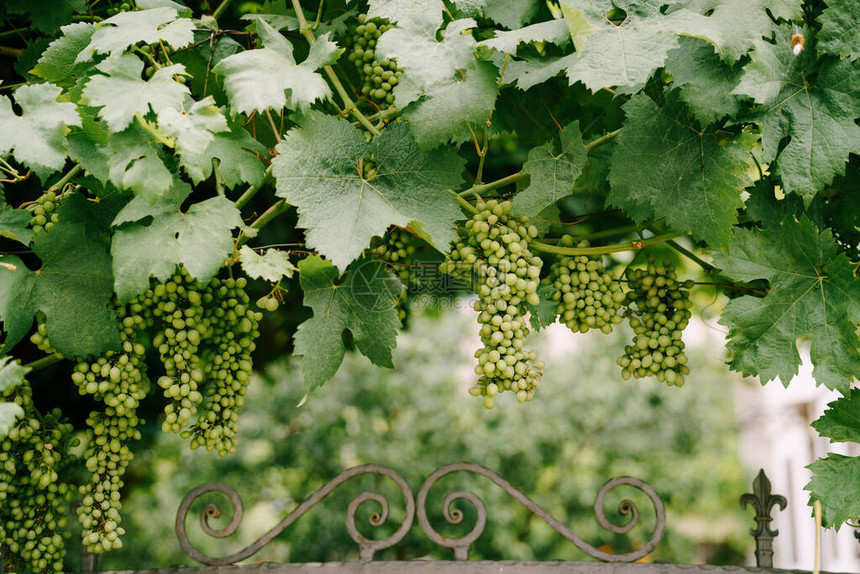 院子拱门上绿色叶子的葡萄团图片
