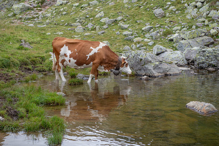 高山牧场的奶牛从池塘里喝水图片