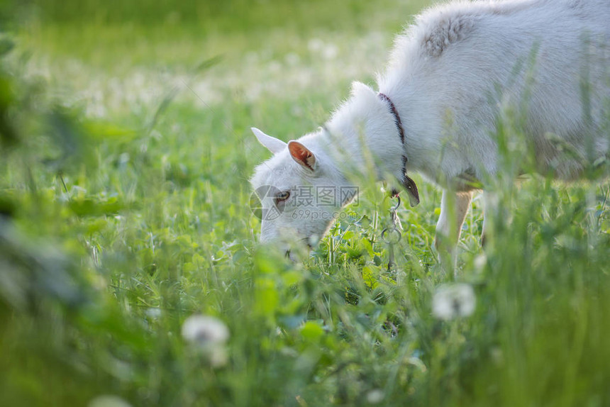 白色成年山羊在草地上草原上放牧的肖像图片