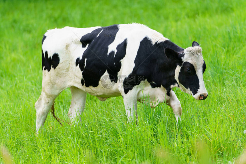 绿色牧场的日常奶牛图片