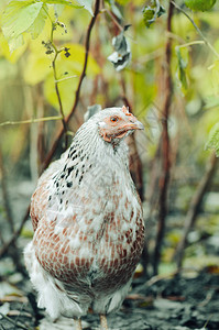 生物农场的鸡母鸡在农场田野上的母鸡在草图片