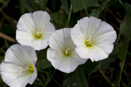 旋花Convolvulusarvensis是一种匍匐的杂草田图片