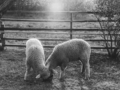 吃草的羊为食物而战背景图片