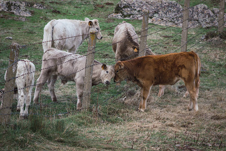 田里牛群和小牛群的畜群被栅栏隔开自由养图片