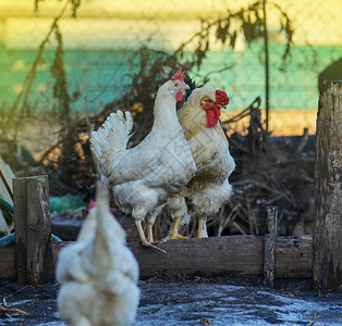 白公鸡和母鸡自由放养友好的白色母鸡在农家院子里照顾家庭农场母鸡图片