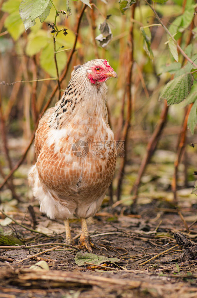 生物农场的鸡农场院子里的散养鸡自图片