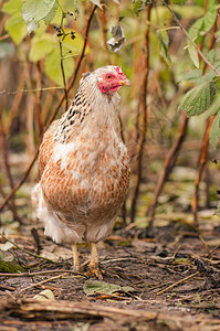 生物农场的鸡农场院子里的散养鸡自图片
