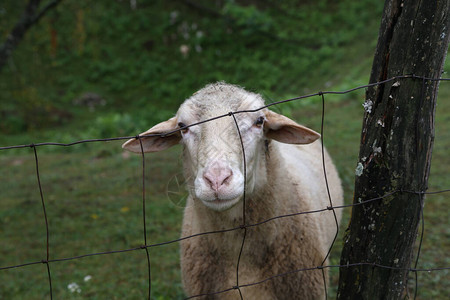 一群白羊在有围栏的牧场上吃草图片