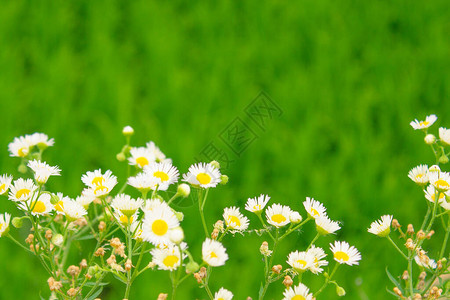 小白花在多汁的绿色背景上夏天乡村背景图片