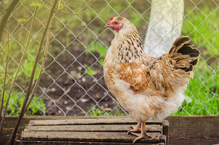 白母鸡自由放养场上的母鸡农场里的母鸡友好的白色母鸡在农家院子里自图片