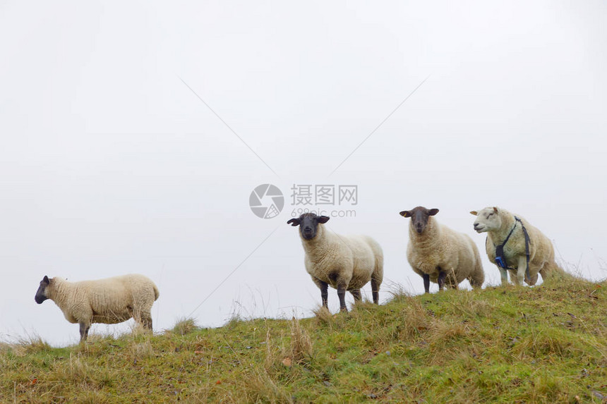 四只好奇羊的正面图图片