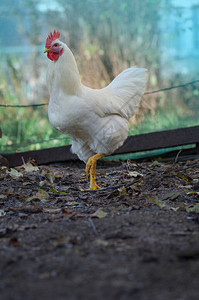 友好的白色母鸡在农家院子里自由繁殖的母鸡农场里的白母鸡母图片