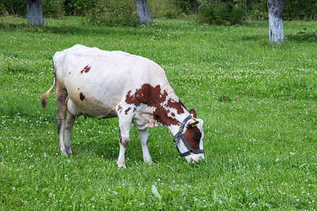 白色的奶牛红色斑点图片